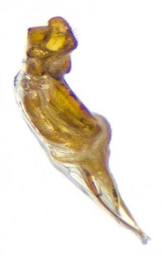 Miarus sp.
